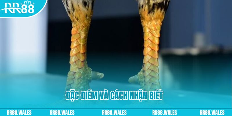 78wim trực tiếp đá gà campuchia