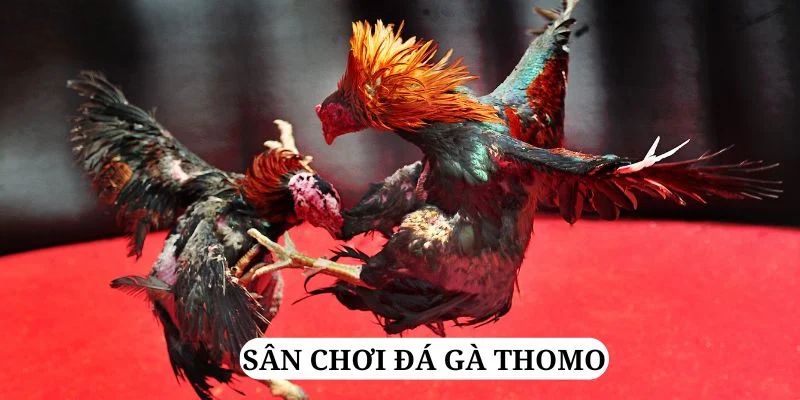 78wim trực tiếp xổ số miền bắc